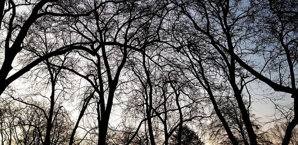 Low angle view of silhouette bare trees against sky