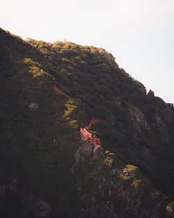 Low angle view of trees on mountain against sky