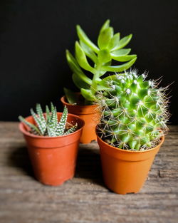 Close-up of potted plants on table