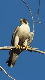 Low angle view of owl perching on branch against blue sky