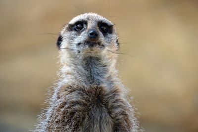 Close-up of a meerkat 