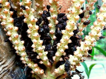 Close-up of cactus