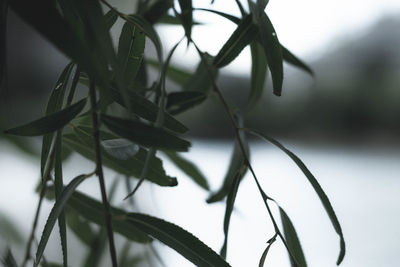 Close-up of plant against blurred background