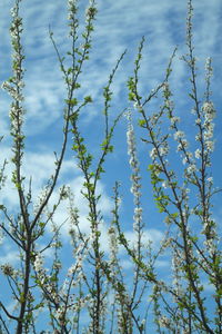 Full frame shot of plants