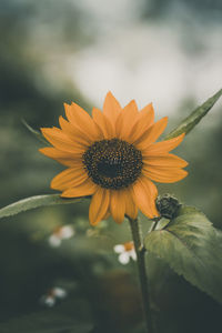 Close-up of yellow flower