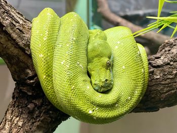 Close-up of snake on tree trunk