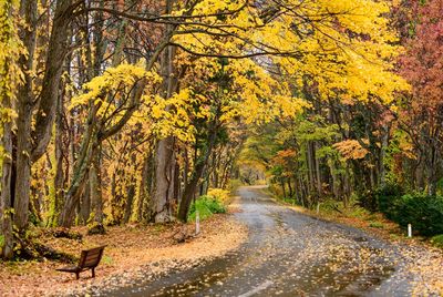 Road amidst trees in forest during autumn