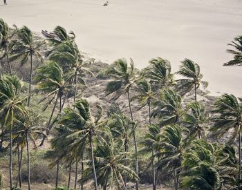 High angle view of palm trees on field