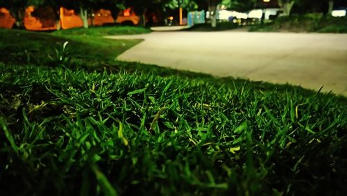 Trees growing on grassy field