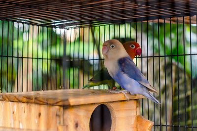 Close-up of bird perching in cage