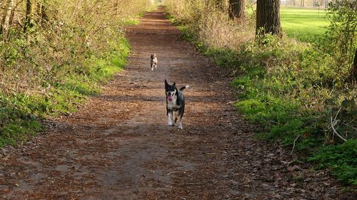 Dog walking in footpath