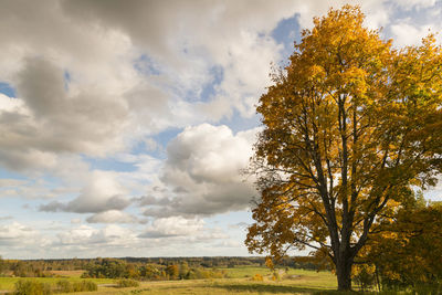 Trees on grassy field against cloudy sky