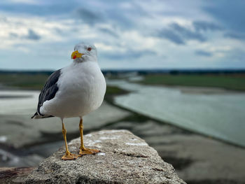 Bird in a castle