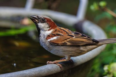 Close-up of bird perching on branch