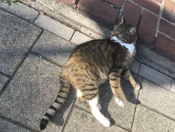 High angle view of tabby cat on footpath