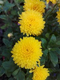 Close-up of yellow flowering plant