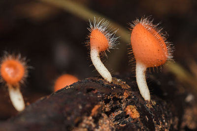 Close-up of mushroom growing on tree trunk