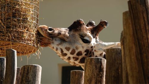 Close-up of giraffe in zoo