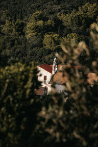 Bird flying against trees