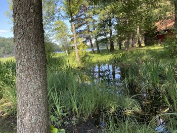 Scenic view of trees by lake