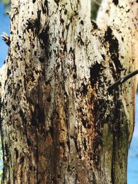 Close-up of tree trunk