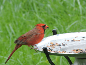 Close-up of bird perching on a feeder