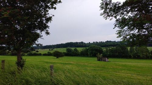 Scenic view of agricultural field against sky