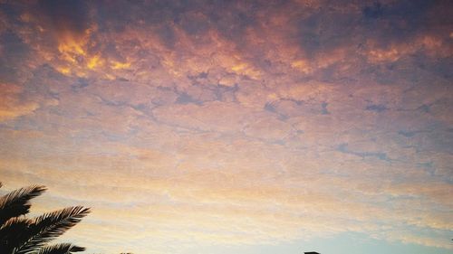 Low angle view of bird against sky at sunset