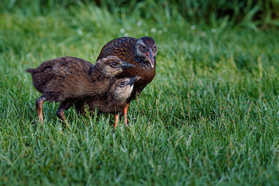High angle view of duck on field
