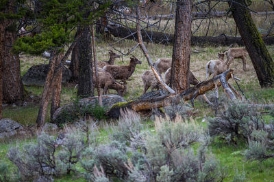 Lizard on tree trunk in forest
