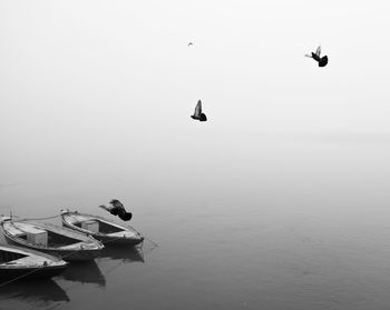 High angle view of seagulls in sea