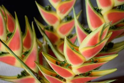 Full frame shot of red flowering plant