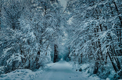 Snow covered pine trees in forest