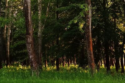 Trees growing in forest