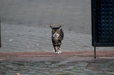 Portrait of cat on footpath