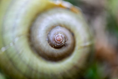 Close-up of snail