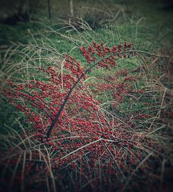 Close-up of grass