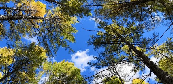 Low angle view of trees against sky