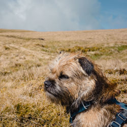 Border terrier in the lake district fells