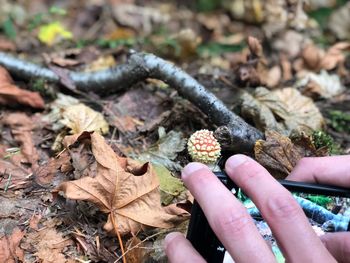 Close-up of hand holding dry leaves