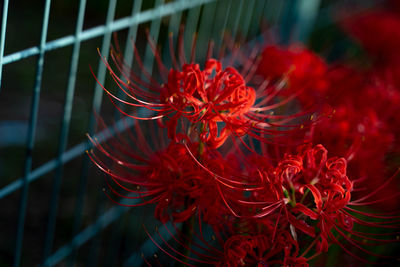 Close-up of red flowering plant