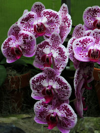 Close-up of pink orchids