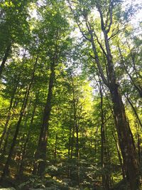 Low angle view of bamboo trees in forest