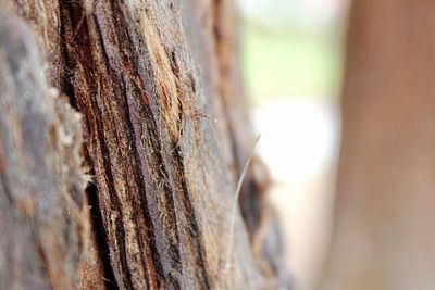 Close-up of tree trunk