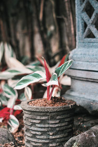 Close-up of potted plant against trees