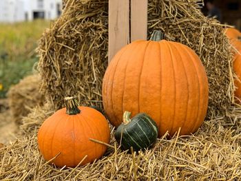 View of pumpkins on farm