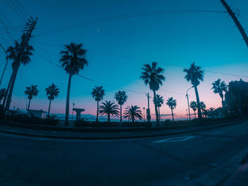 Palm trees on street against sky