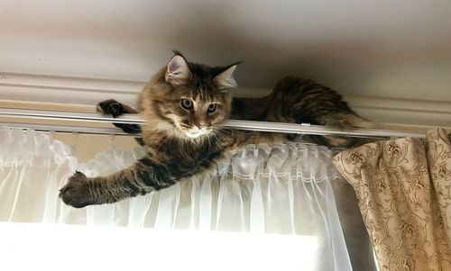 Portrait of cat sitting on ceiling at home