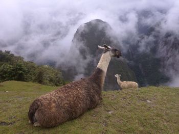 Sheep against sky