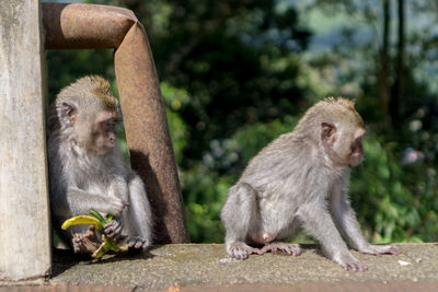 Monkeys sitting on stone wall